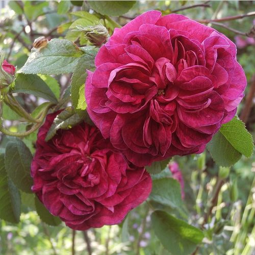 Shop - Rosa Charles de Mills - violett - gallica rosen - diskret duftend - - - Aus den kugelförmigen Knospen entwickeln sich dicht gefüllte , tellerfölmige Blüten in der Farbe karminrot mit einem purpurfarbenem Stich.